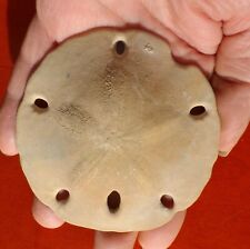 OURSIN FOSSILE PLIOCÈNE DU