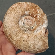 Alloclionites procerus -