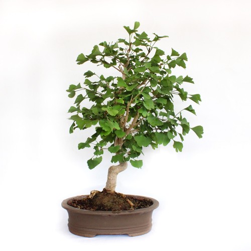 KENTIS - Bonsaï Ginkgo Biloba