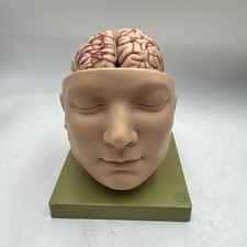 Somso Anatomical BS5 Head Base