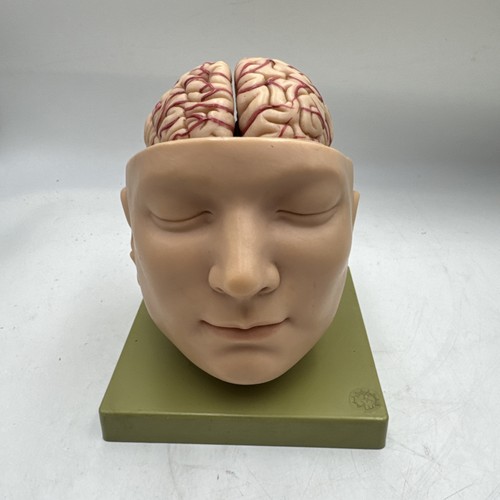 Somso anatomical bs5 head base - somso,