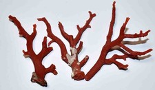 CORAIL ROUGE DE MEDITERRANEE