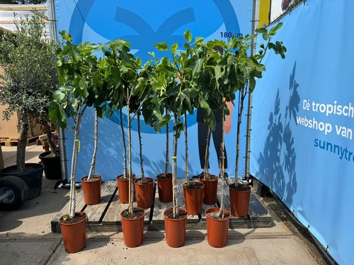 Figuier ficus carica - ficus, 160