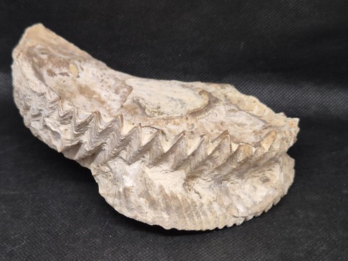 Ancien fossile ammonite
