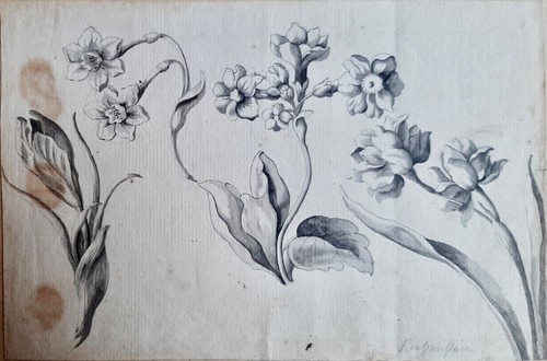 Etude fleurs pétales - etude, et