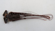 Phryna grossetaitai