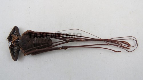 Phryna grossetaitai