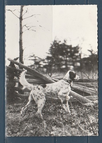 Cpsm vers 1960 nature - vers,