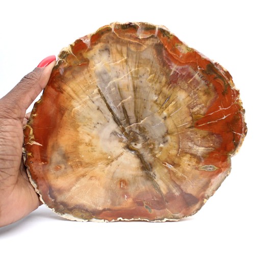 Tranche bois fossilisé - bois,