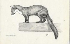 Joseph OBERTHUR Fouine DESSIN