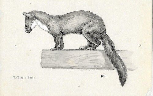 Joseph oberthur fouine dessin - joseph,