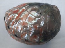 Ancienne Énorme Coquille D Ormeaux Nacre Cabinet De Curiosité Collection L 22CM