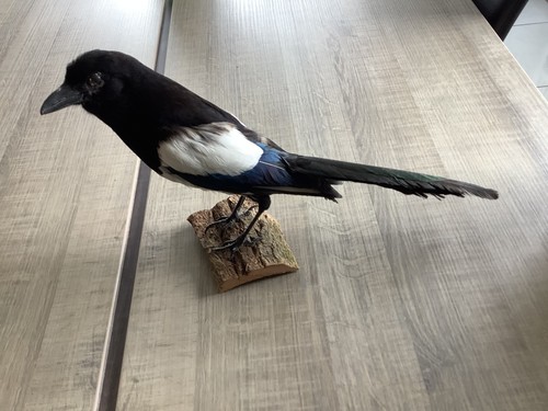 Taxidermie oiseaux pie - taxidermie, :