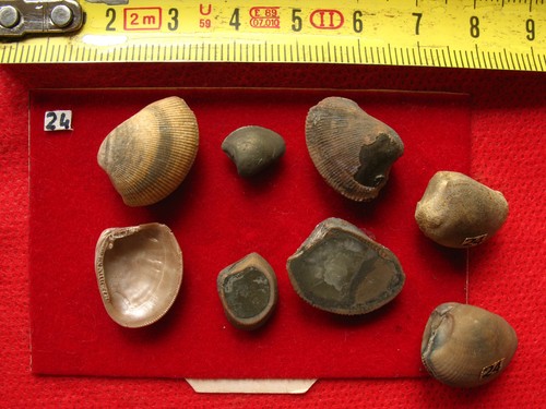 Lot bivalves l albien - lot, de