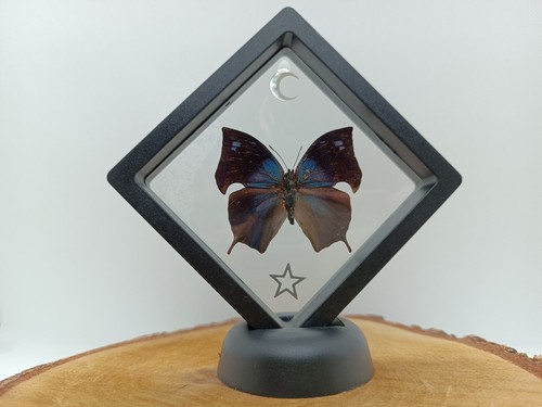 Véritable papillon