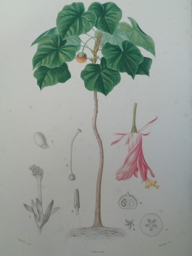 Gravure ancienne botanique - ancienne,
