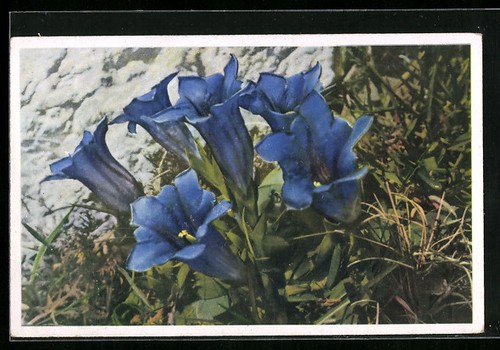 Gentiane sans tige - , fleurs