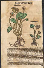 1593 Rare gravure aquarellée Nénuphar Nymphéa fleurs Nymphéacées Botanique