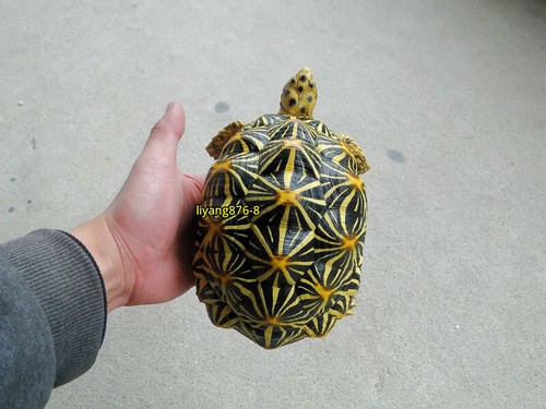 Geochelone elegans resin - geochelone,