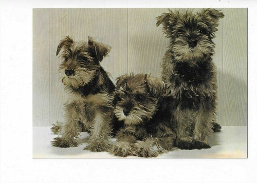 Chien chiens chiots - ,