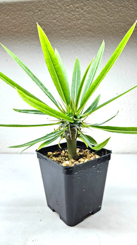 Pachypodium lam