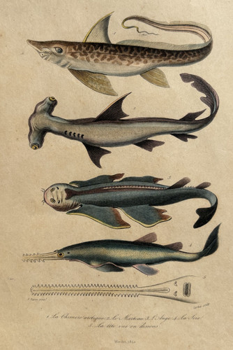 Requins poissons gravure - requins,