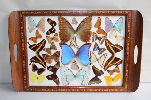 Plateau bois entomologie - en,