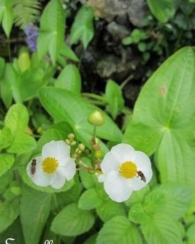 Sagittaire sagittaria - ♫,