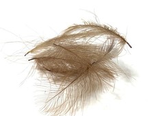 Plumes de Cul de Canard (CDC)