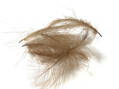 Plumes cul canard - canard, (cdc)