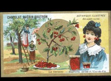 IMAGE Chromo CHOCOLAT GUERIN BOUTRON / CERISIER ARBRE / EAU-DE-VIE & CONFITURE
