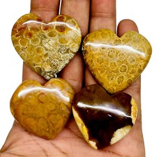 4 Pcs De Corail Fossile