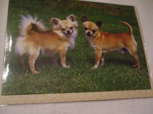 Carte enveloppe chien - carte,