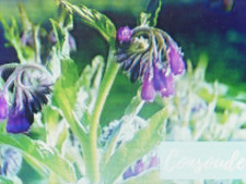 100 Graines de Consoude Officinale  NON traitées ENGRAIS BIO