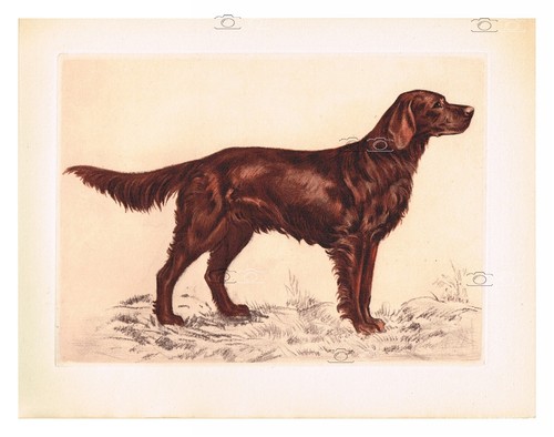 Chien setter irlandais - setter,