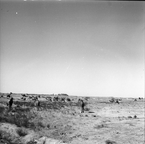 Caravane chameaux 1960 - caravane, de