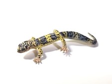 Japan Exclusive YUJIN Leopard