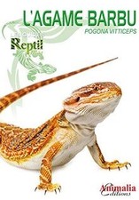 LAgame Barbu de Pogona