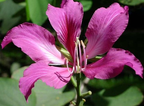 Bauhinia purpurea arbre aux - ,