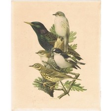 Gobe-Mouches Pipit OISEAUX de FRANCE par BARRUEL Collect HÉPATIOR N°18 vers 1960