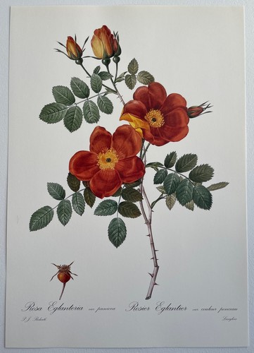 Botanique rosier églantier - rosier,