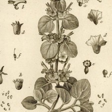 Pierre-Joseph Redouté