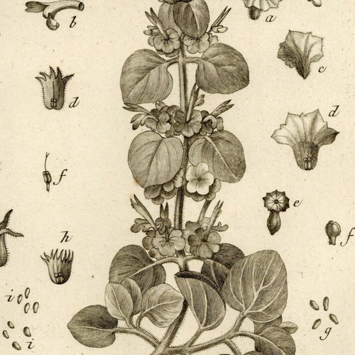 Pierre joseph redouté - pierre-joseph,