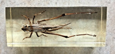 Sauterelle, résine inclusion insecte, dimensions 11 x 4,5 cm, bon état général.