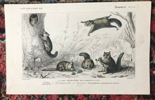 Gravure XIXème Aquarellée -