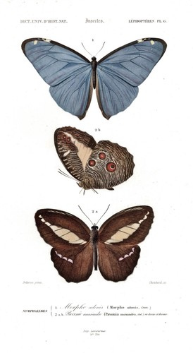 Morpho adonis papillon - adonis,