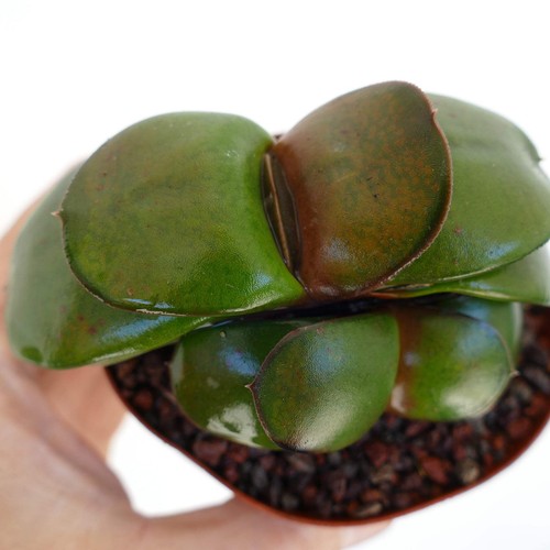 Gasteria armstrongii white - gasteria,