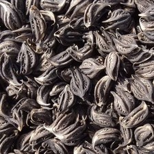 les Griffes de Lion ,Bicorne