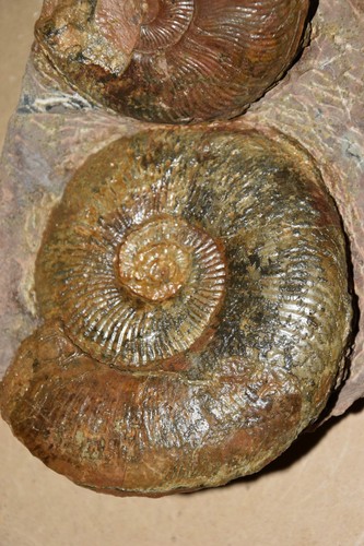 Grande ammonites