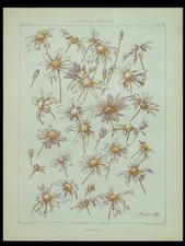 ANTHEMIS, HABERT DYS -1896-